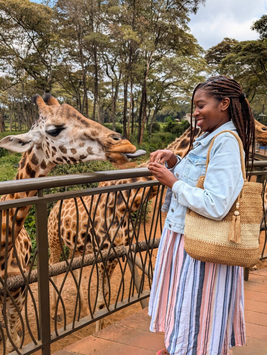 Giraffe feeding in Nairobi Kenya